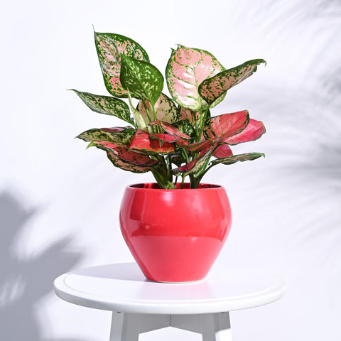 Apple Ceramic Pot
