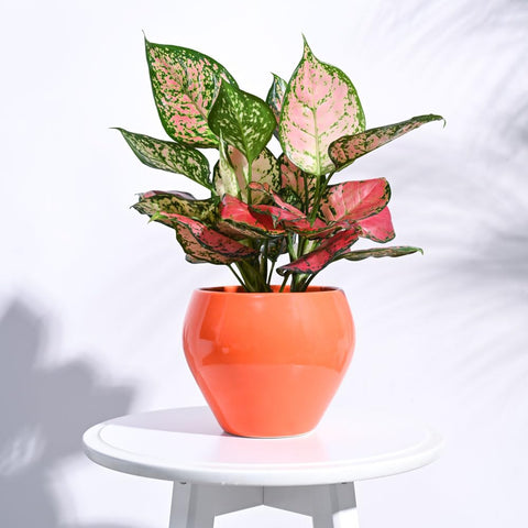 Apple Ceramic Pot