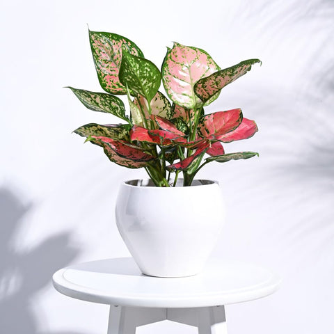 Apple Ceramic Pot