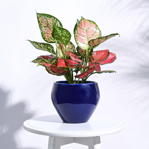 Apple Ceramic Pot