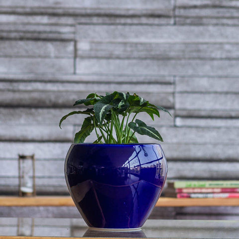 Apple Ceramic Pot