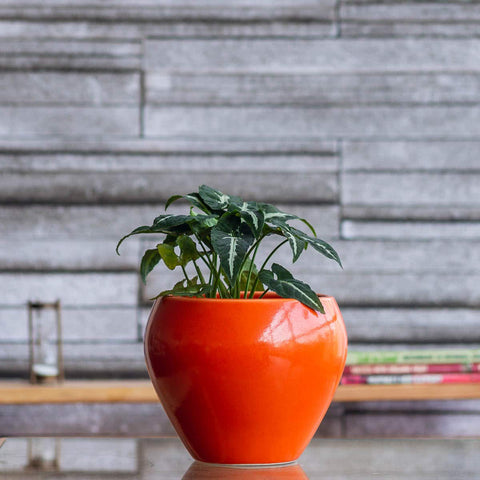 Apple Ceramic Pot