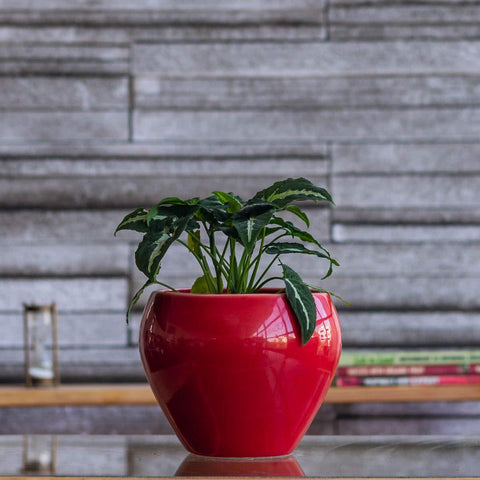 Apple Ceramic Pot