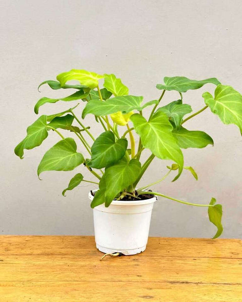 Philodendron Xanadu Golden