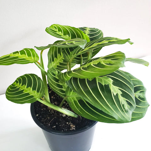 Maranta Leuconeura - Lemon Lime Prayer