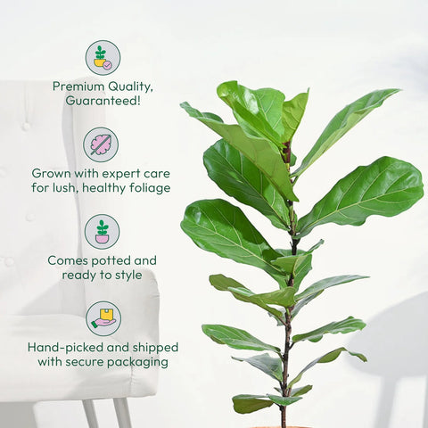 Fiddle Leaf Fig XL