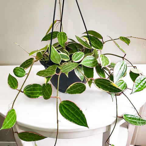 Hoya Latifolia Variegata