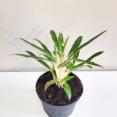 Aglaonema Commutatum - Rice