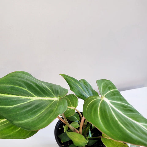 Philodendron Gloriosum