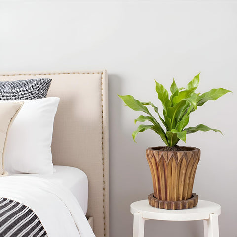 Jungle Ceramic Pot with Tray
