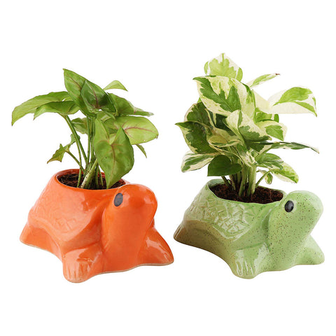 Turtle Ceramic Pot