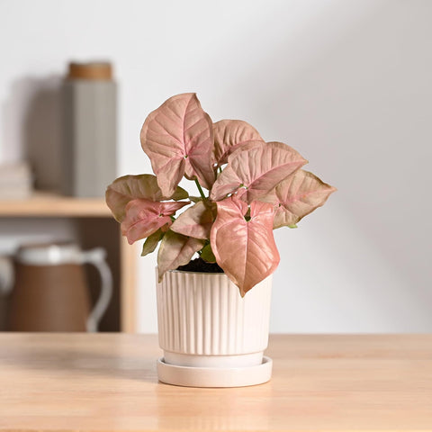 Roma Ceramic Pot