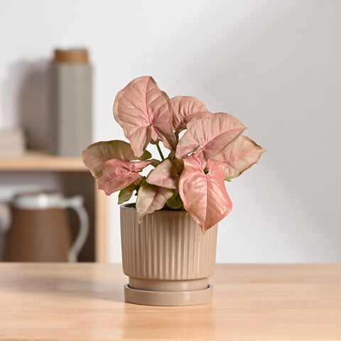 Roma Ceramic Pot