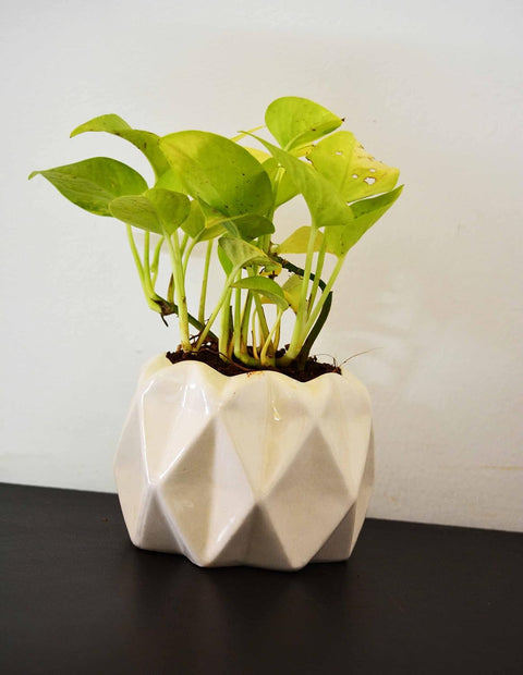 Diamond Cut Ceramic Pot