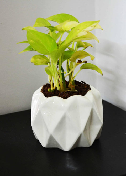 Diamond Cut Ceramic Pot
