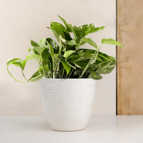 Speckle Ceramic Pot