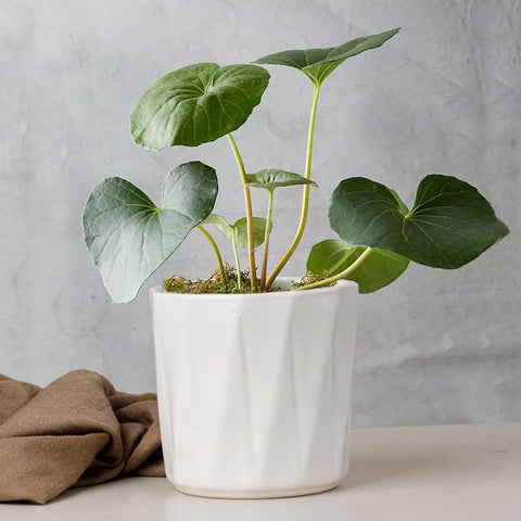 Hexa Ceramic Pot