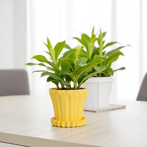 Jungle Ceramic Pot with Tray