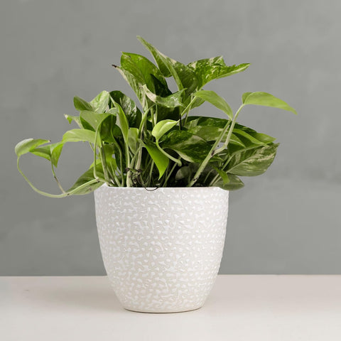 Speckle Ceramic Pot