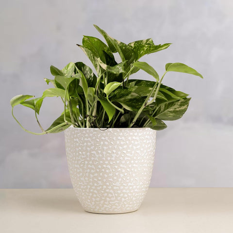 Speckle Ceramic Pot
