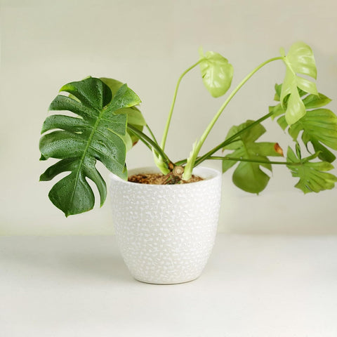 Speckle Ceramic Pot