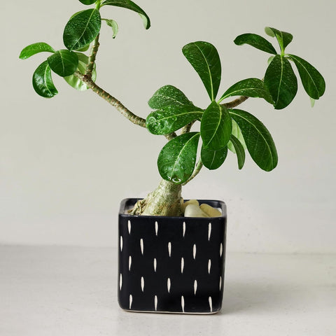 Dash Black Ceramic Pot