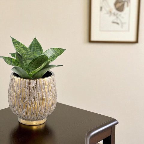 Coconut Ceramic Pot
