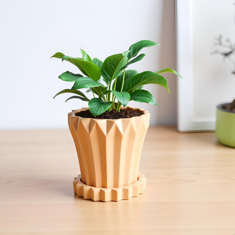 Jungle Ceramic Pot with Tray