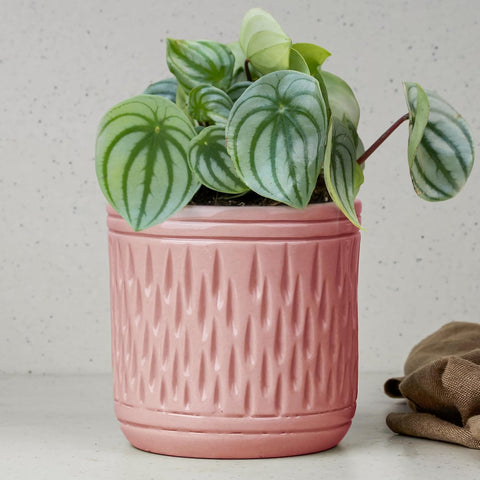 Sleek Ceramic Pot