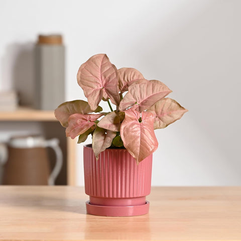 Roma Ceramic Pot