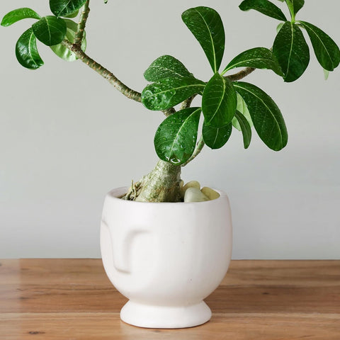 Face Ceramic Pot