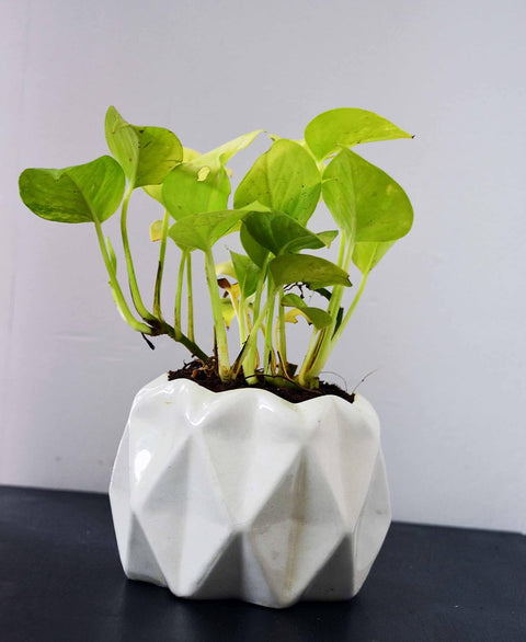 Diamond Cut Ceramic Pot