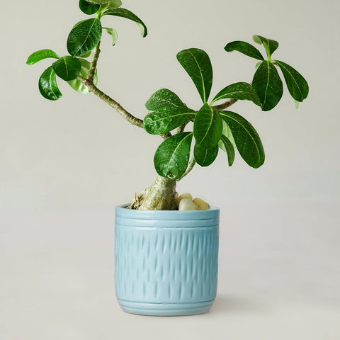 Sleek Ceramic Pot