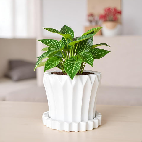 Jungle Ceramic Pot with Tray