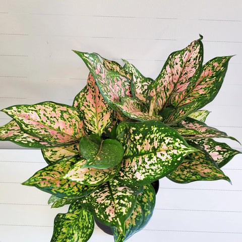 Aglaonema Commutatum - Valentine