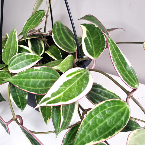 Hoya Latifolia Variegata
