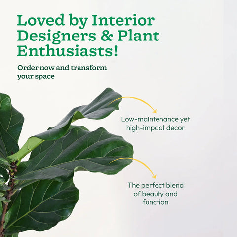Fiddle Leaf Fig XL