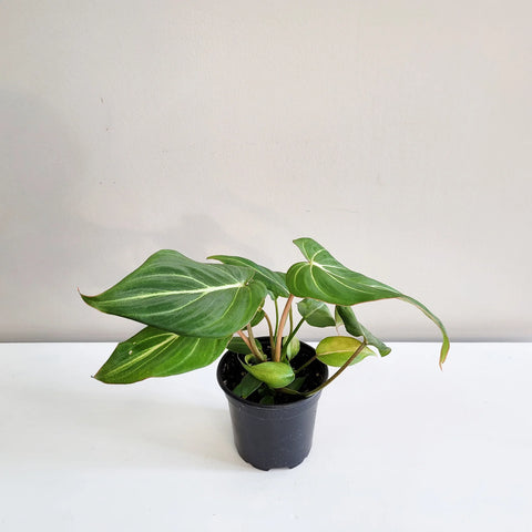 Philodendron Gloriosum