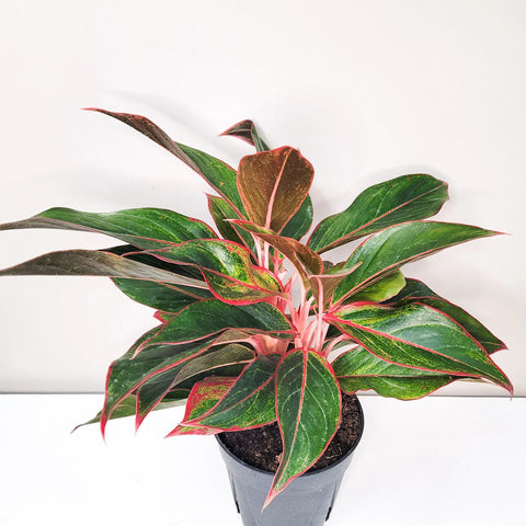 Aglaonema Siam Aurora