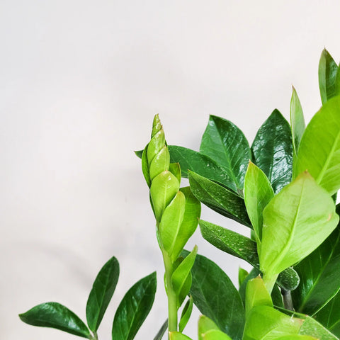 Dwarf ZZ Plant