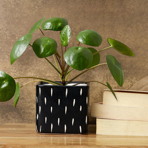 Dash Black Ceramic Pot