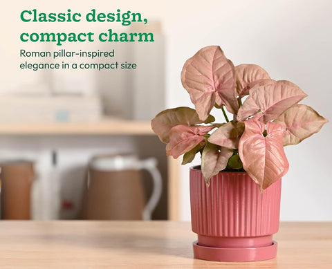 Roma Ceramic Pot