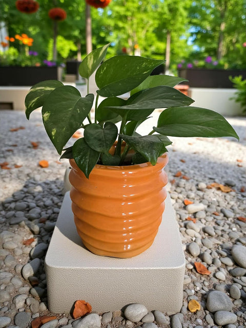 Ribbed Ceramic Pot