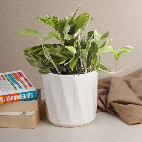 Hexa Ceramic Pot