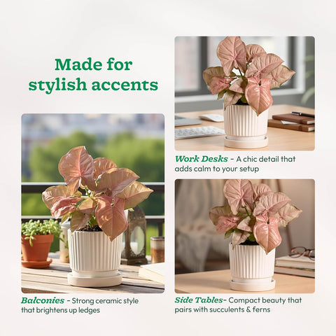 Roma Ceramic Pot