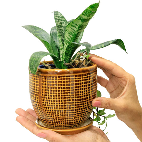 Decorative Ceramic Pot