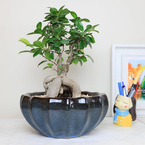 Glossy Lotus Ceramic Pot