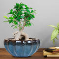 Glossy Lotus Ceramic Pot