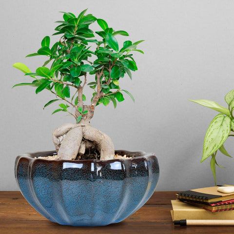 Glossy Lotus Ceramic Pot
