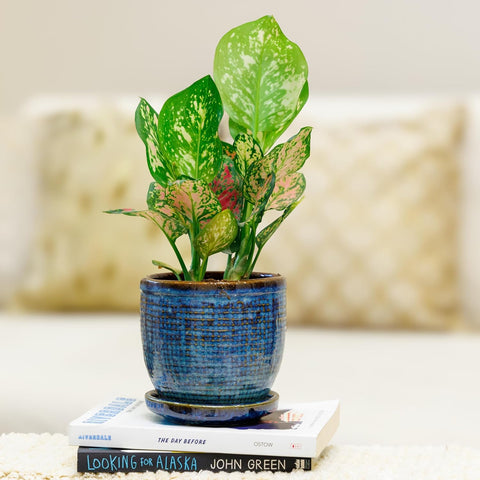 Decorative Ceramic Pot